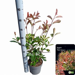 Photinia fraseri 'Red Robin'= 'Roodborstje' 60-80 cm cont. 5,0L - afbeelding 2