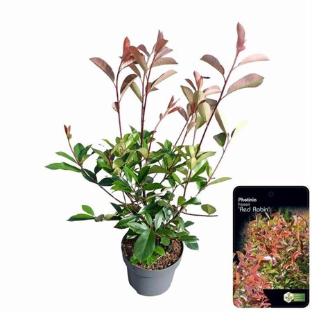 Photinia fraseri 'Red Robin'= 'Roodborstje' 60-80 cm cont. 5,0L - afbeelding 12