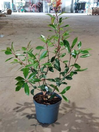 Photinia fraseri 'Red Robin'= 'Roodborstje' 60-80 cm cont. 5,0L - afbeelding 5