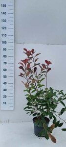 Photinia fraseri 'Red Robin'= 'Roodborstje' 60-80 cm cont. 5,0L - afbeelding 4