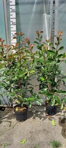 Photinia fraseri 'Red Robin'= 'Roodborstje' 80-100 cm cont. 7,5L - afbeelding 8