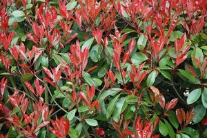 Photinia fraseri 'Red Robin'= 'Roodborstje' 80-100 cm cont. 7,5L - afbeelding 7