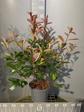 Photinia fraseri 'Red Robin'= 'Roodborstje' 80-100 cm cont. 7,5L - afbeelding 9