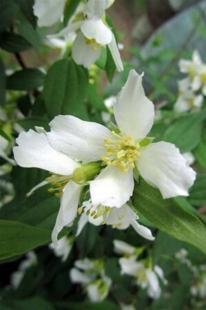 Philadelphus 'Lemoinei' 80-100 cm cont. 10L - afbeelding 2