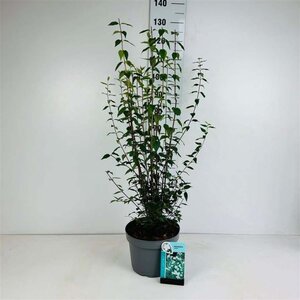 Philadelphus 'Lemoinei' 80-100 cm cont. 10L - afbeelding 7