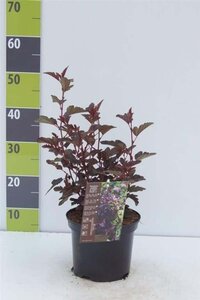 Physocarpus opulif. All Black 30-40 cm cont. 3,0L - afbeelding 2