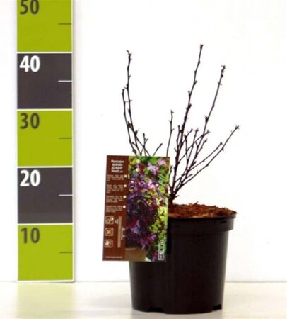 Physocarpus opulif. All Black 30-40 cm cont. 3,0L - afbeelding 3