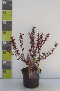 Physocarpus opulif. All Black 30-40 cm cont. 3,0L - afbeelding 4