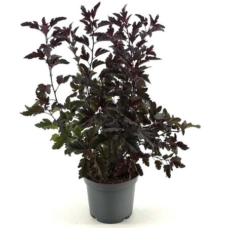 Physocarpus opulif. All Black 30-40 cm cont. 3,0L - afbeelding 1