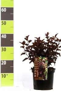 Physocarpus opulif. All Black 30-40 cm cont. 3,0L - afbeelding 5