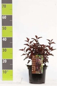 Physocarpus opulif. All Black 30-40 cm cont. 3,0L - afbeelding 6