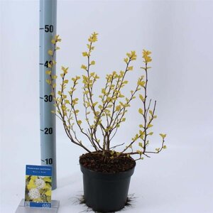 Physocarpus opulif. 'Dart's Gold' 30-40 cm cont. 2,0L - afbeelding 2