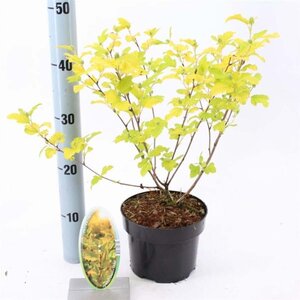 Physocarpus opulif. 'Dart's Gold' 30-40 cm cont. 2,0L - afbeelding 3