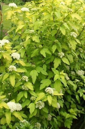 Physocarpus opulif. 'Dart's Gold' 60-80 cm cont. 3,0L - afbeelding 3