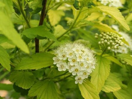 Physocarpus opulif. 'Dart's Gold' 80-100 cm cont. 10L - afbeelding 2