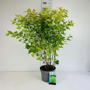 Physocarpus opulif. 'Dart's Gold' 80-100 cm cont. 10L - afbeelding 4