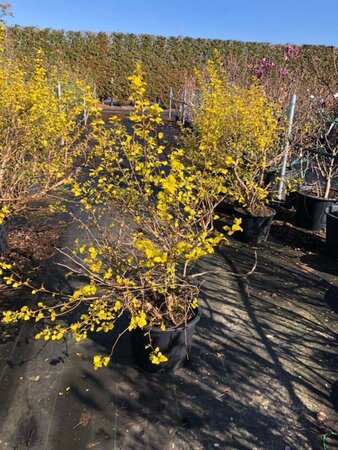 Physocarpus opulif. 'Dart's Gold' 80-100 cm cont. 20L - afbeelding 2