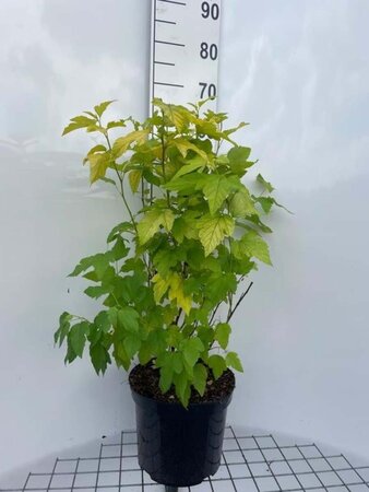 Physocarpus opulif. 'Dart's Gold' geen maat specificatie cont. 7,5L