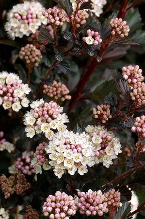 Physocarpus opulif. 'Diabolo' 40-60 cm cont. 3,0L - afbeelding 1