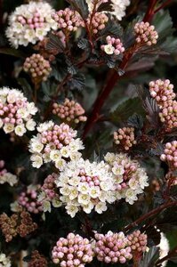 Physocarpus opulif. 'Diabolo' 60-80 cm wortelgoed 3-5 tak struik - afbeelding 1