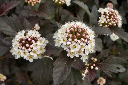 Physocarpus opulif. 'Diabolo' 60-80 cm wortelgoed 3-5 tak struik - afbeelding 3