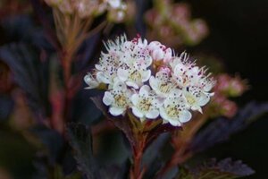 Physocarpus opulif. 'Diabolo' 60-80 cm wortelgoed 3-5 tak struik - afbeelding 4