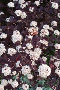 Physocarpus opulif. 'Diabolo' 60-90 cm cont. 3,0L - afbeelding 2