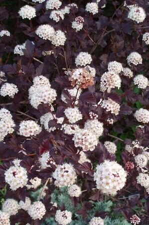 Physocarpus opulif. 'Diabolo' 80-100 cm cont. 5,0L - afbeelding 2