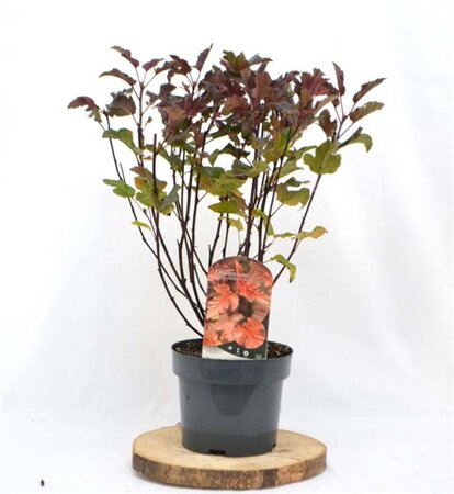 Physocarpus opulif. Diable d'Or 30-40 cm cont. 3,0L - afbeelding 3