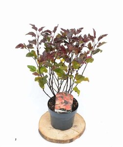 Physocarpus opulif. Diable d'Or 30-40 cm cont. 3,0L - afbeelding 4