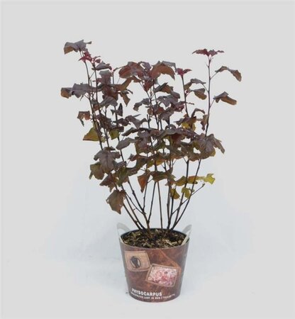 Physocarpus opulif. Lady in Red 40-50 cm cont. 3,0L - afbeelding 3