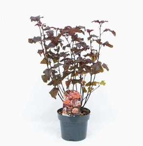 Physocarpus opulif. Lady in Red 40-50 cm cont. 3,0L - afbeelding 4