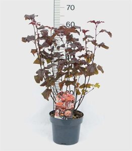 Physocarpus opulif. Lady in Red 40-50 cm cont. 3,0L - afbeelding 6