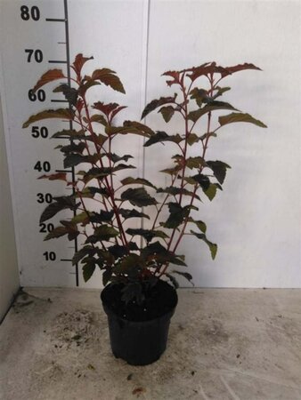 Physocarpus opulif. Lady in Red 40-50 cm cont. 3,0L - afbeelding 1