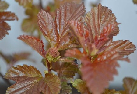 Physocarpus opulif. Lady in Red 40-50 cm cont. 3,0L - afbeelding 7