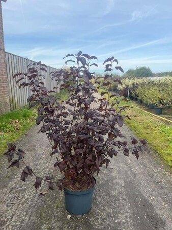 Physocarpus opulif. Lady in Red 60-80 cm cont. 10L - afbeelding 1