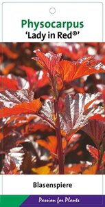 Physocarpus opulif. Lady in Red 60-80 cm cont. 10L - afbeelding 2