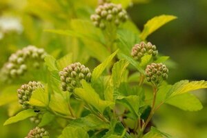 Physocarpus opulif. 'Luteus' 50-60 cm cont. 3,0L - afbeelding 1