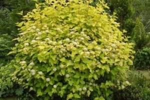 Physocarpus opulif. 'Luteus' 50-60 cm cont. 3,0L - afbeelding 3