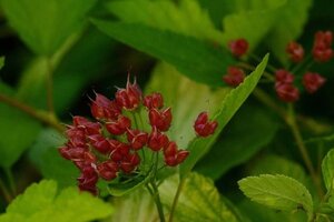 Physocarpus opulif. 'Luteus' 50-60 cm cont. 3,0L - afbeelding 4