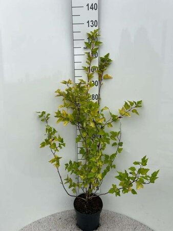 Physocarpus opulif. 'Luteus' 80-100 cm cont. 5,0L