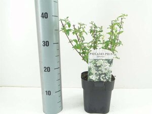 Philadelphus 'Virginal' 30-40 cm cont. 2,0L - afbeelding 3