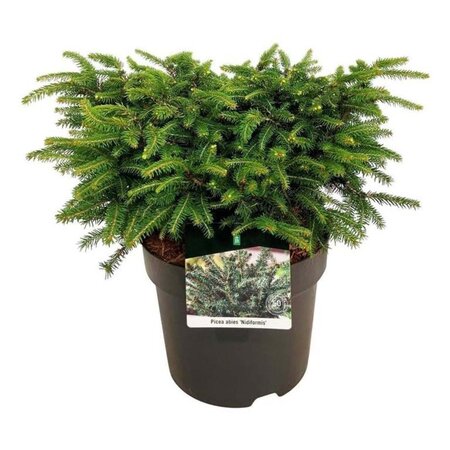 Picea a. 'Nidiformis' 30-40 cm cont. 7,5L - afbeelding 2