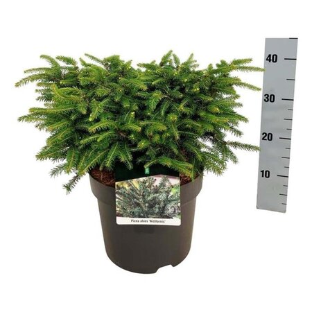 Picea a. 'Nidiformis' 30-40 cm cont. 7,5L - afbeelding 3