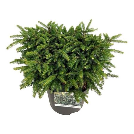 Picea a. 'Nidiformis' 30-40 cm cont. 7,5L - afbeelding 4