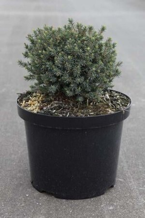 Picea gl. 'Blue Planet' 20-25 cm cont. 5,0L