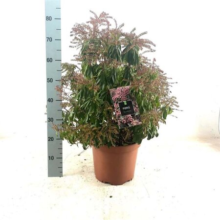 Pieris japonica 40-50 cm cont. 10L