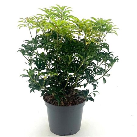 Pieris japonica 'Bonfire' 25-30 cm cont. 3,0L