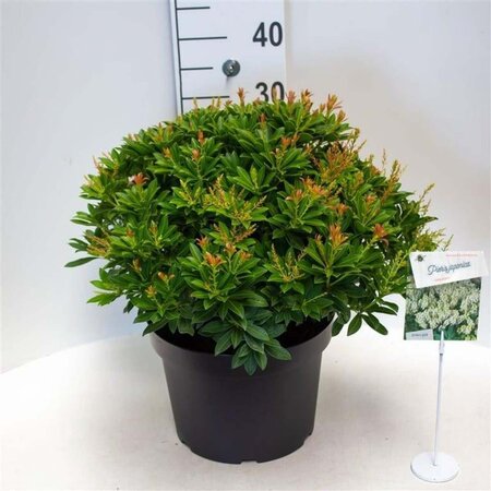 Pieris jap. 'Debutante' 40-50 cm cont. 10L - afbeelding 3