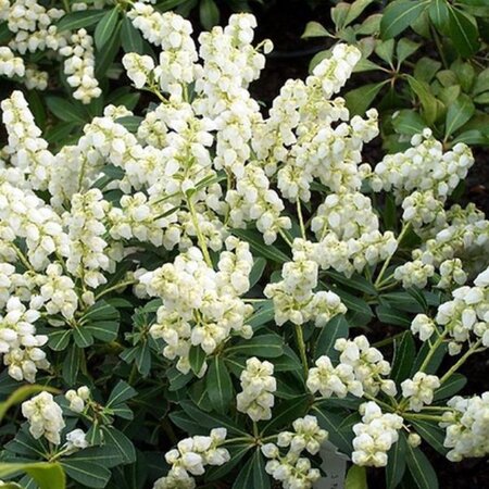 Pieris jap. 'Debutante' 40-50 cm cont. 10L - afbeelding 2